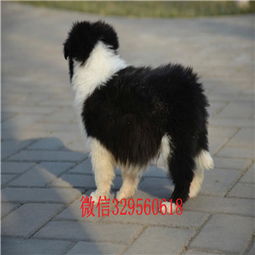 郑州本地哪里有边牧出售边境牧羊犬多少钱一只专业繁殖高品质边牧白金血系边牧幼犬