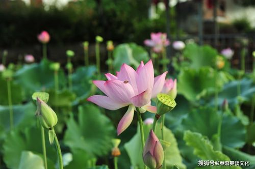 11月上旬,爱情最灿烂的4星座,桃花朵朵,只有你是我的意中人 财运 