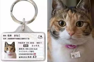 在日本公寓养宠物合法么 一个月的开销是多少 