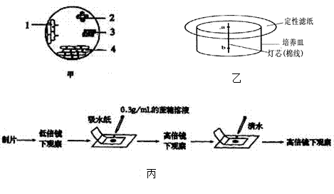 48.下图是与细胞分裂有关的四个步骤.图甲是某二倍体植物根尖分生区的显微照片.请据图回答 1 图乙和丙是某同学为显示出图甲中细胞的染色体形态和数目等特点而绘制的示意图 