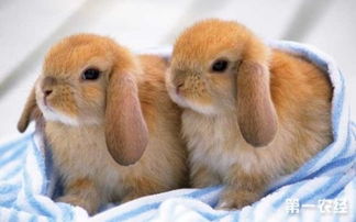 垂耳兔怎么养 垂耳兔的养殖技术