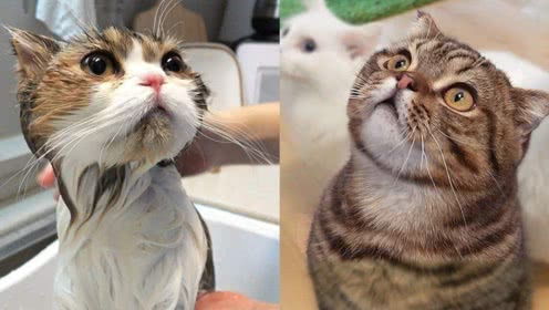 猫猫那么爱干净,为何不愿意洗澡呢 原来猫猫喜欢自己给自己洗澡 