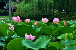 广州荔湾湖哪里可以找到荷花 (广州市中山八路免费停车场)