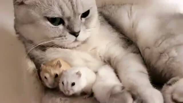 猫咪不照顾自己的娃,反而对小老鼠情有独钟 
