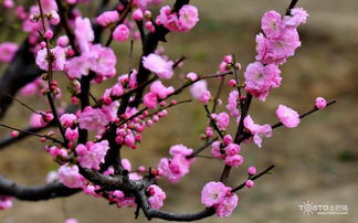 梅花的象征意义是什么 梅花的风水