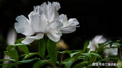 十二星座在恋爱中的道歉速度,双子座与金牛座反差大