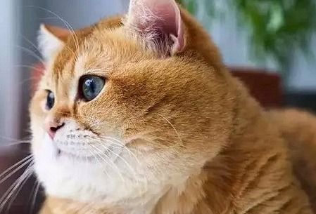 橘猫是什么猫？