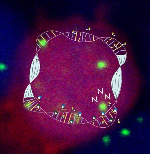 别熬夜了 白天工作学习裂开的DNA,只有睡眠才能修复