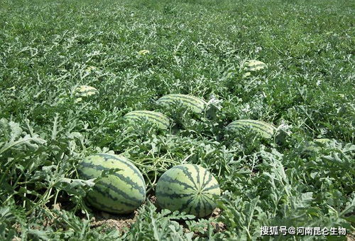 大棚西瓜种植需要哪种肥料 西瓜挂果用什么肥料 追施什么肥料西瓜甜