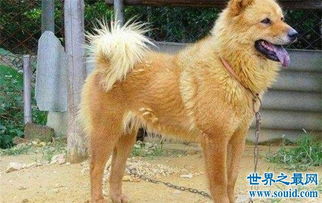 中国十大凶犬最新排名,蒙古獒排名第一 