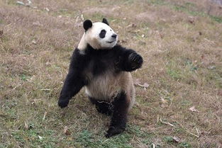 我国大熊猫保护工作取得新成效