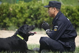 走进警犬训导员 感受训导员与警犬之间的故事