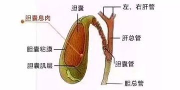 张一山自曝一直在生病 这个小东西有可能癌变,大家都该看看 