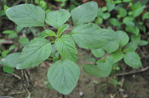 农村一种植物,俗称 野菜之王 ,若您见到,赶紧采摘,记得留根