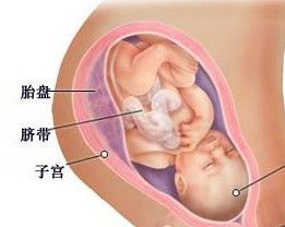关于胎儿获得营养物质的途径.下列正确的是 A.母体 脐带 胎盘 胎儿B.胎盘 脐带 母体 胎儿C.母体 胎盘 脐带 胎儿D.脐带 胎盘 母体 胎儿 题目和参考答案 