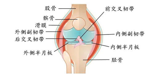 膝盖不同部位疼是什么病 一张表告诉你