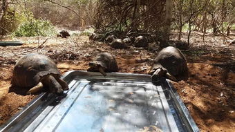 马达加斯加再次查获7000多只稀珍辐射龟,其中266只龟己病亡