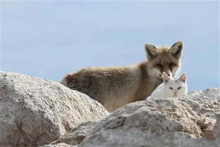 狐狸和猫咪相伴的故事,狐狸猎狗争斗,猎狗被吃,狐狸殒命 二