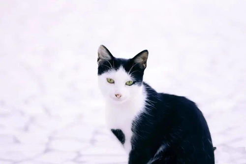 为什么黑白猫都是 上黑下白 就不能反过来