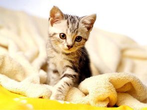 养猫知识 猫咪患的结膜炎怎么治疗才有效