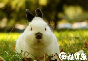 什么品种的兔子最大 中国什么品种兔子最大 为什么 