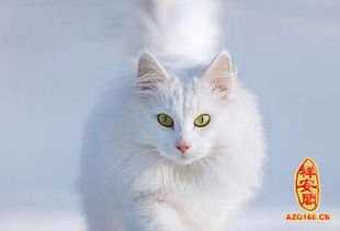 梦见白猫怎么回事是什么意思(梦见白猫是什么意思,好不好)