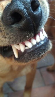 根据狗狗的牙齿判断这狗年龄多大了