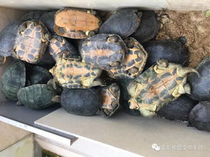 龟甲胶迎来新质量规范 中国中药协会新标准推动龟市健康发展