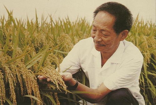 杂交水稻之父 袁隆平在湖南长沙因病逝世,享年91岁 