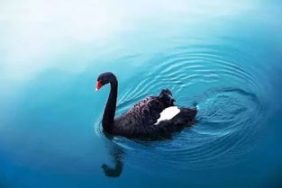 为什么黑天鹅可以在湖上游