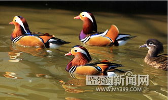 粉丝 迎9只鸳鸯提前北归 