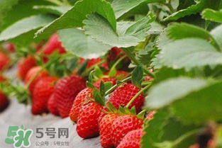 摘草莓需要注意什么 草莓采摘的注意事项