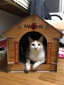 主人花心思给猫做了个纸屋子,下班后看到这一幕,直接气哭 
