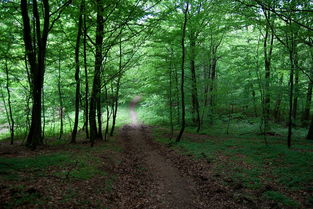森林,绿色,树,在森林里路,路径 