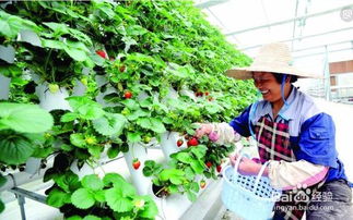 草莓盆栽的养殖方法和注意事项