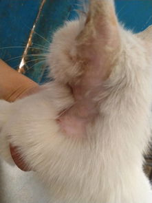 猫咪耳朵后面脱毛 