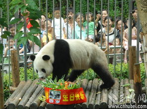 300市民齐欢聚 两只大熊猫生日过得真快乐 