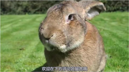 世界上最大的兔子,永远都在不停的吃,身高和几岁孩子一样 