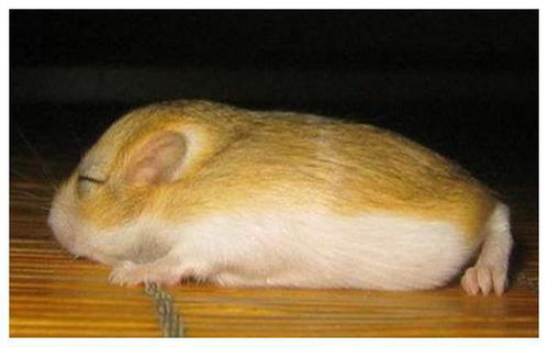 鼠为何排十二生肖第一 属鼠的朋友注意,原来鼠隐藏着这样的故事