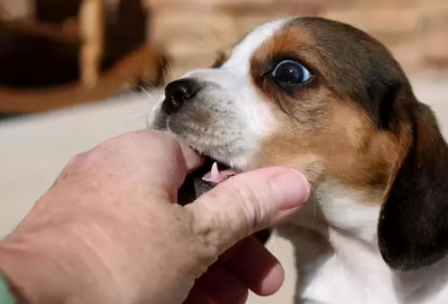 狗狗喜欢咬你手有6种含义,你是它的人只是其一