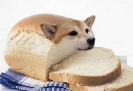 面包狗和香肠狗是什么意思 面包狗香肠狗表情包