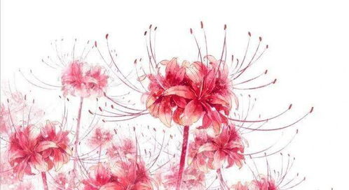 彩铅花卉教程 绝美彼岸花,彩铅花卉的图片既简单又漂亮