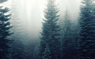 迷雾森林风光壁纸