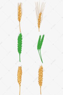 形态各异的小麦穗素材图片免费下载 千库网 