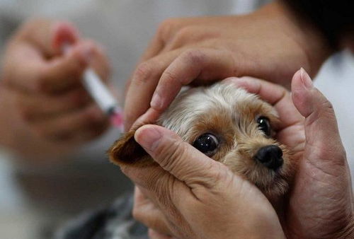 狗狗怀孕了还能注射疫苗吗 疫苗会影响幼犬吗 什么时候能打疫苗