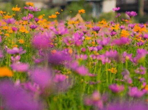 进入7月下旬,四大属相吉星降临,事业腾飞,旺运带动桃花,生活甜蜜