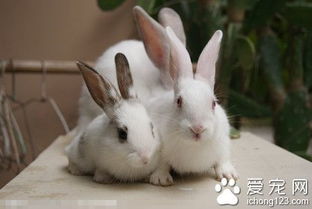 兔子喜欢什么样的窝 理想的兔窝满足12个条件