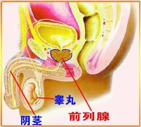 男性前列腺 男性前列腺在人体的哪个位置