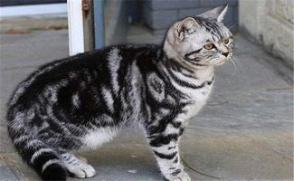 虎斑猫进家有什么预兆,品种猫咪来家里是什么寓意？