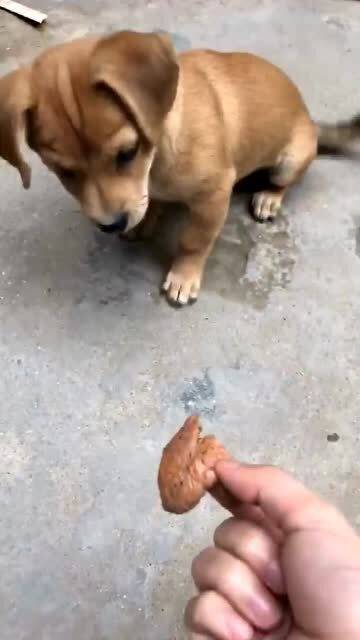 什么名贵犬种,也比不上中华田园犬 